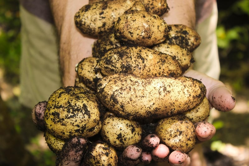 Harvesting Techniques