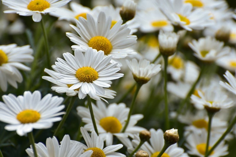 Houzz GardenWeb Community