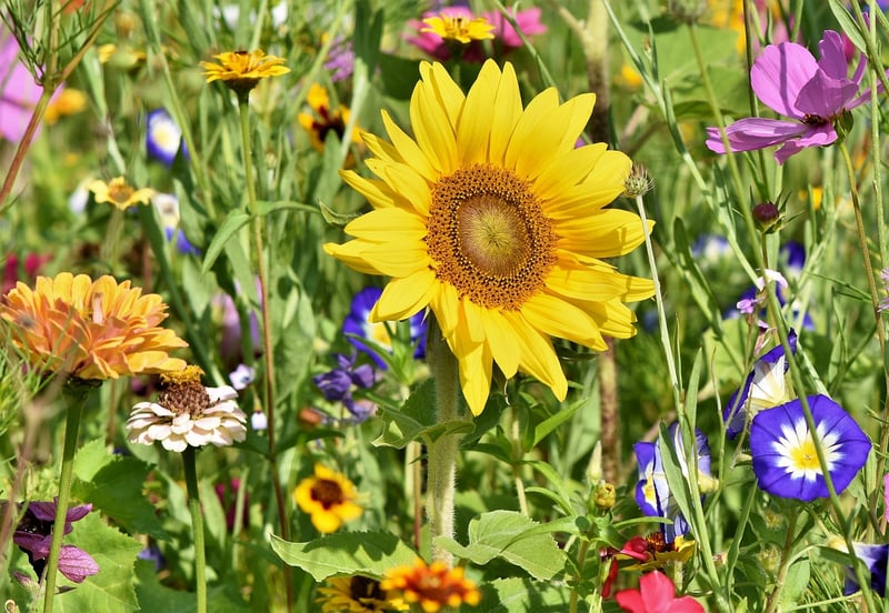 GardenWeb Forum