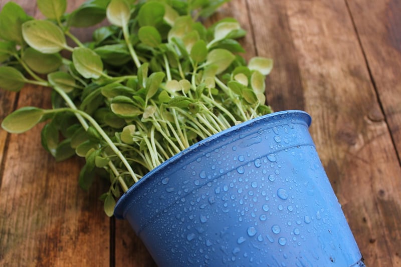Repurposed Containers