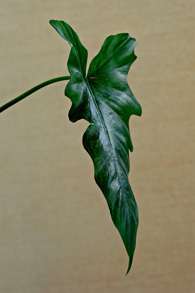 Low Light Plants